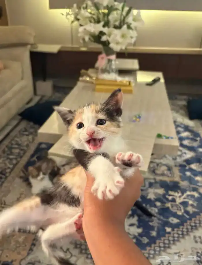 قطط تبني بيش 1