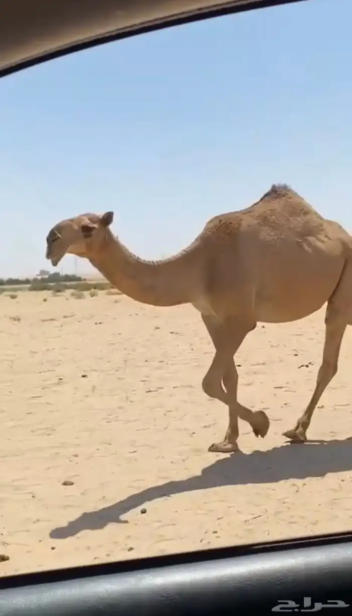 بكره حمرا كفوو 6