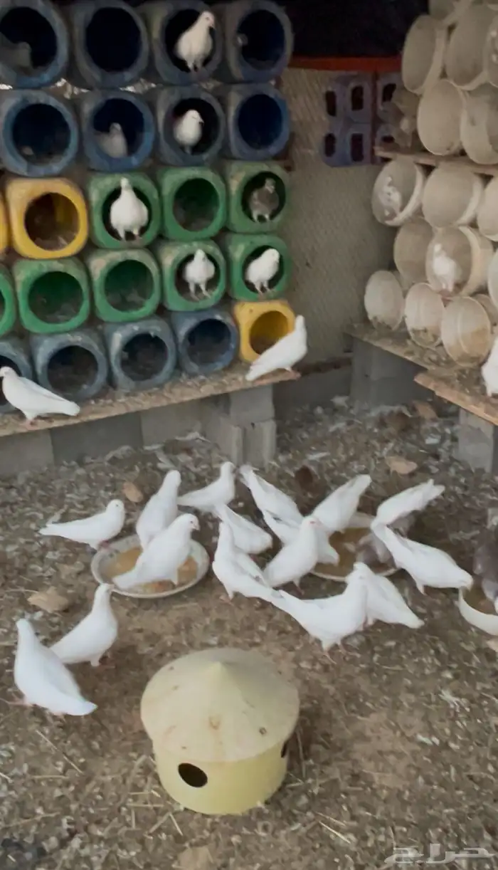 حمام فرنسي جامبو 0