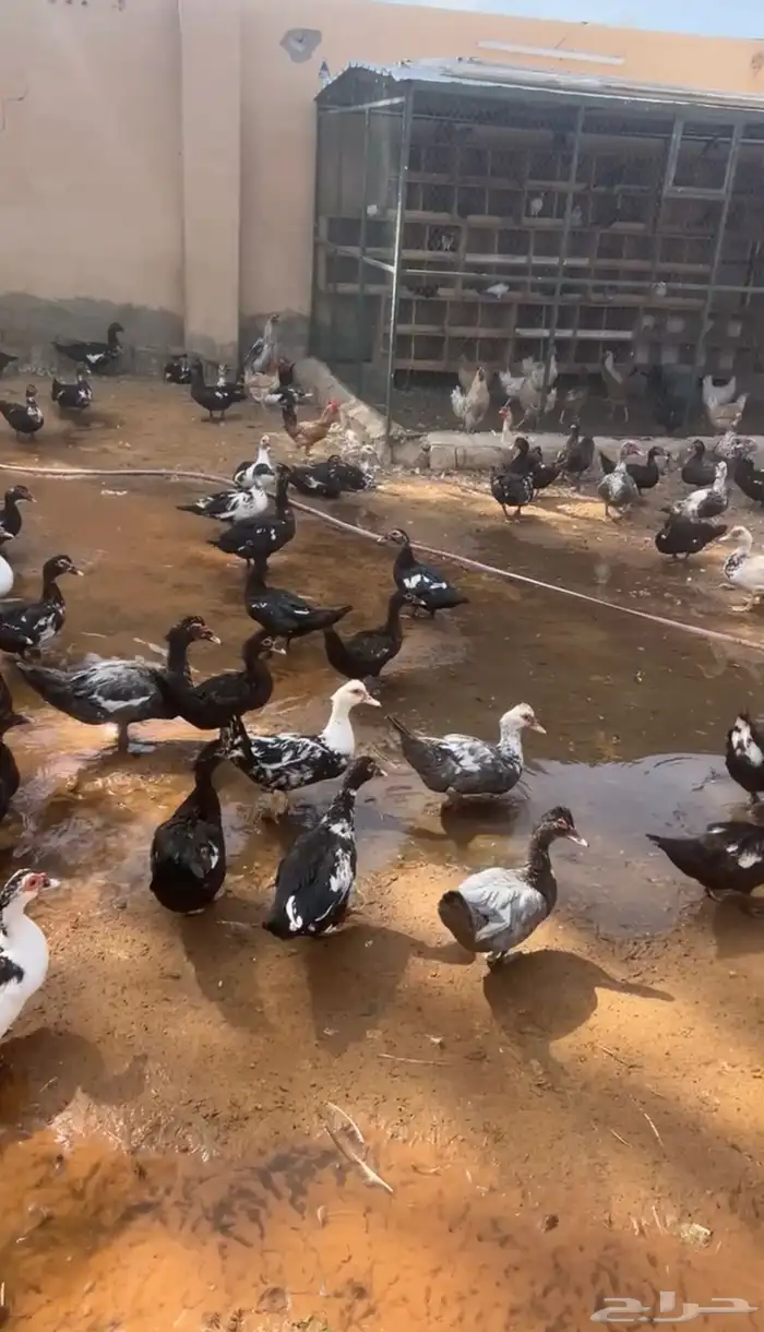 بح بياض 1