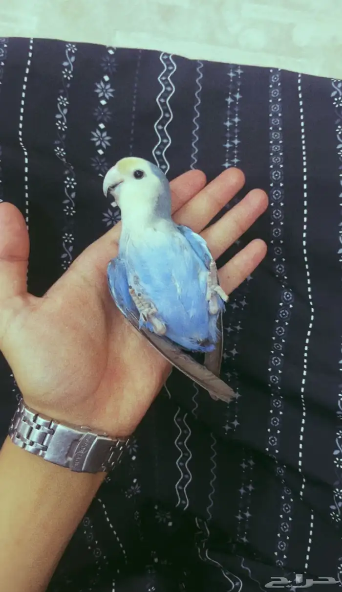 ببغاء روز للبيع عمره 7اشهر اليف 3