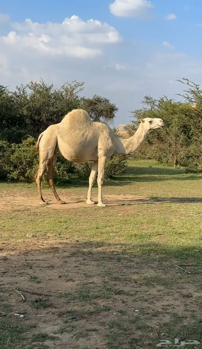 ابل وضح مخض وملاقي ( تم البيع ) 3