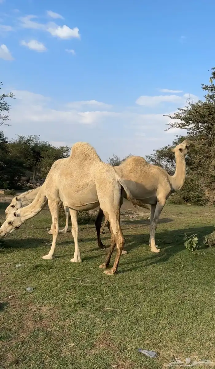 ابل وضح مخض وملاقي ( تم البيع ) 1