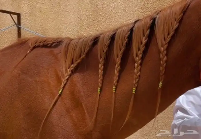 تسريح شعر خيل 0