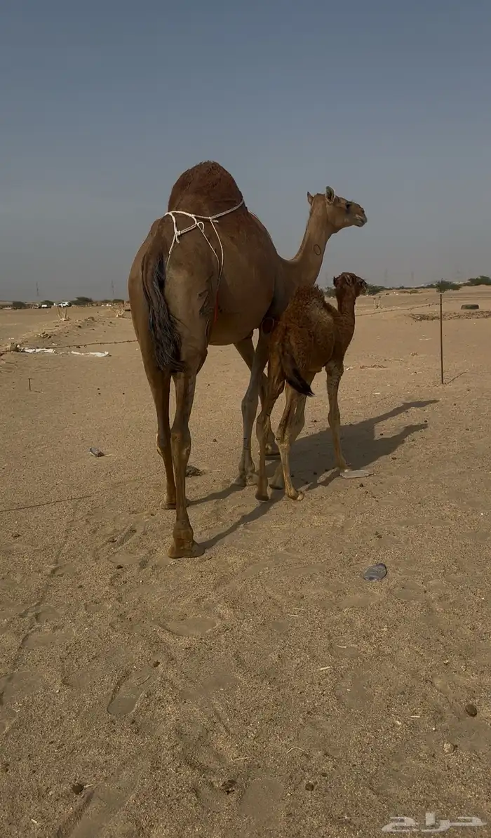 خلفه ساحليه مصغر معها قعود 2