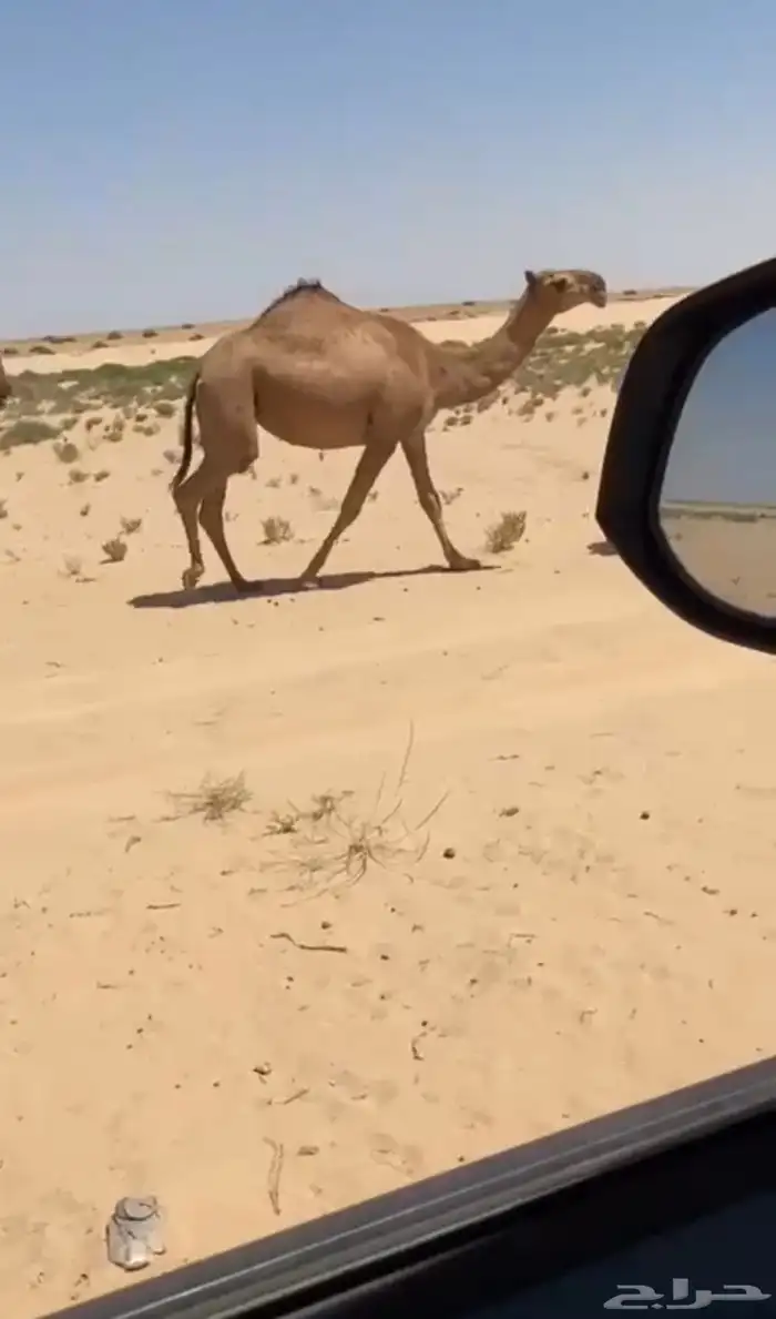 بكره حمرا كفوو 1