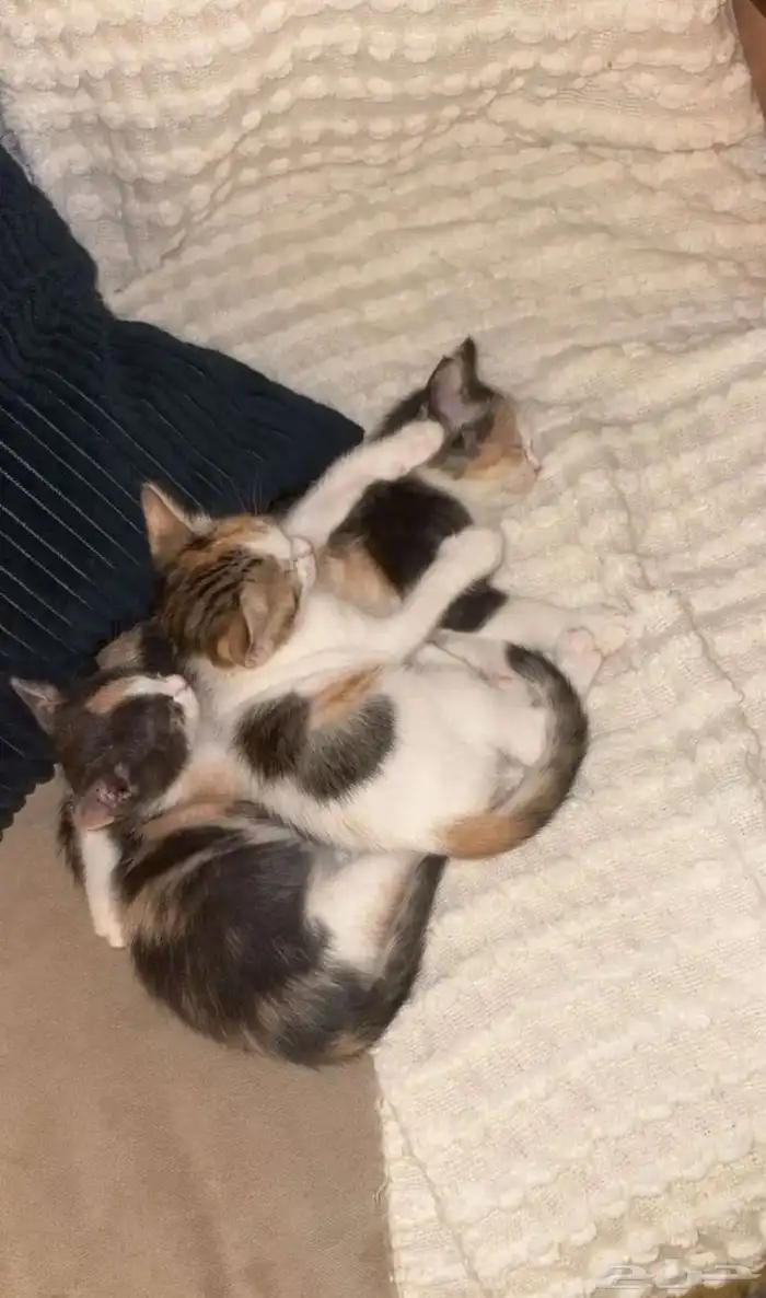 قطط تبني بيش 3