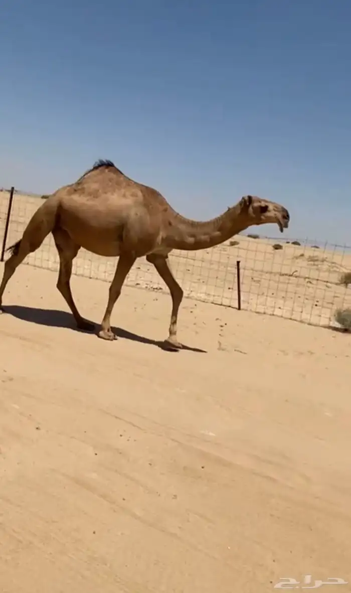 بكره حمرا كفوو 2