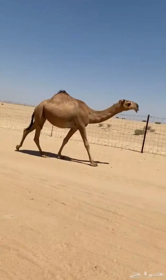 بكره حمرا كفوو 0