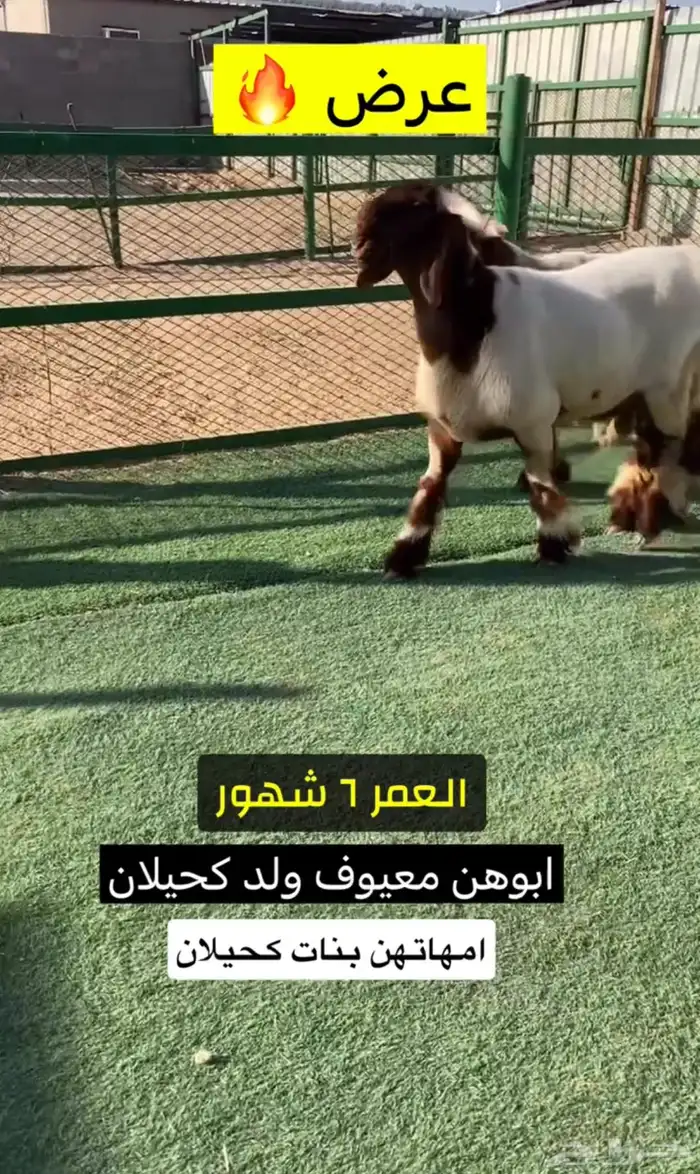 جذعان صنف 2