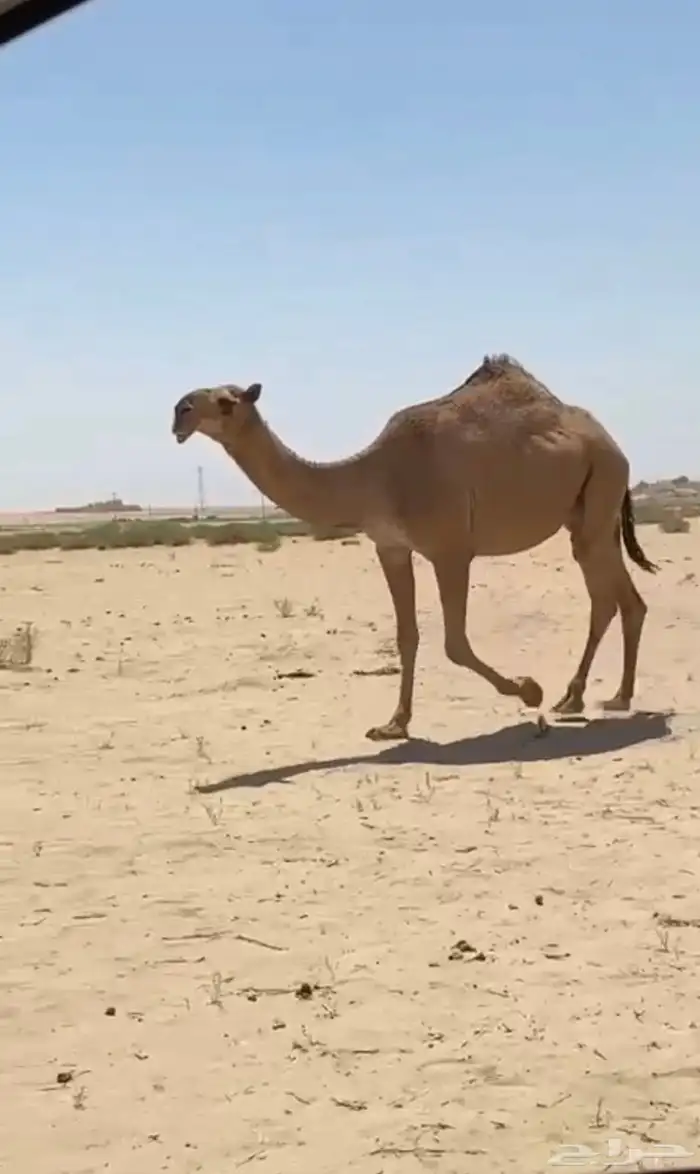 بكره حمرا كفوو 3