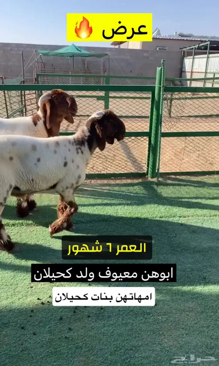 جذعان صنف 1