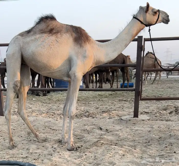 بكره مهجنه اصيل لقيه 0