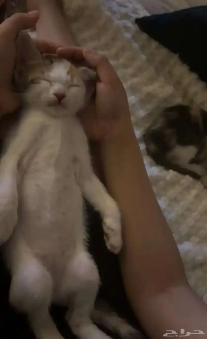 قطط تبني بيش 2