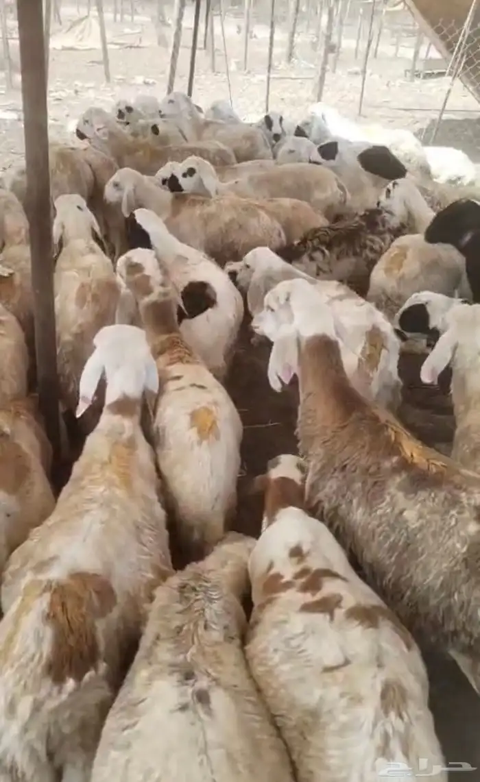 يا بلاش سواكني ب 690 ريال فقط 0