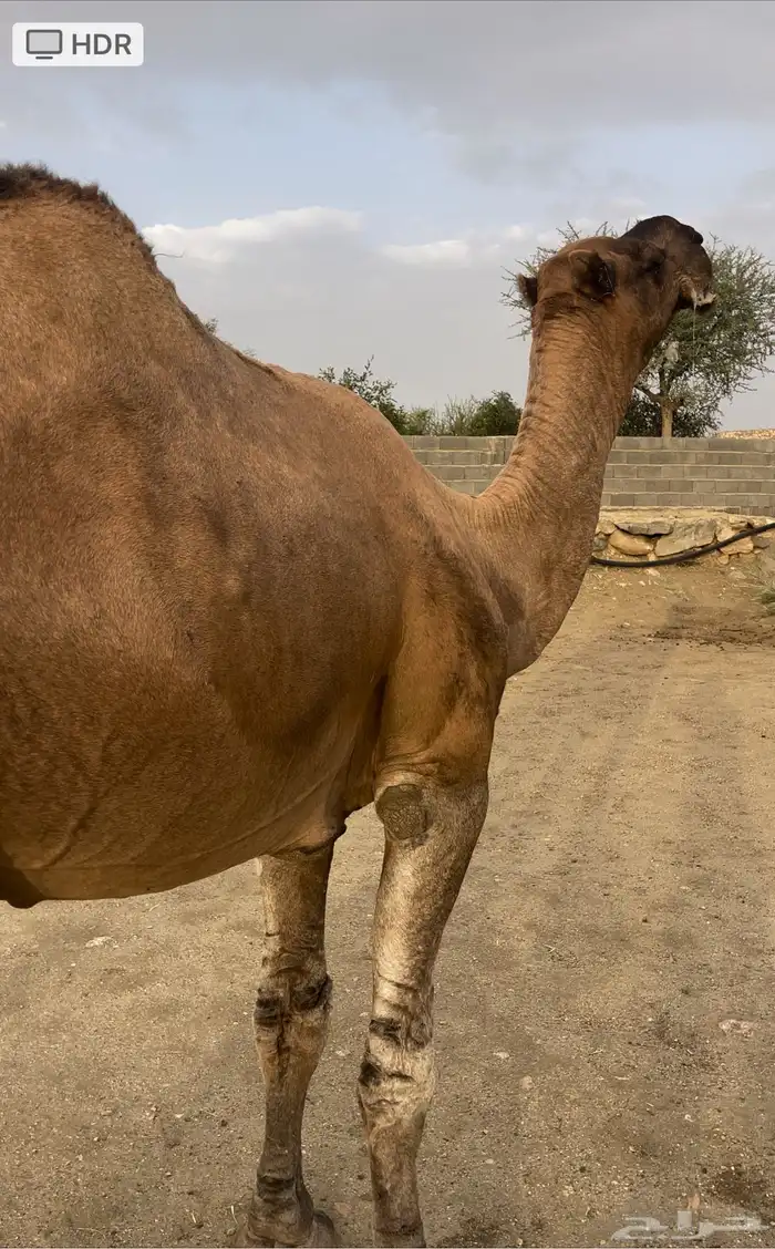 بعير حمر مجاهيم مشروطه للبيع 0