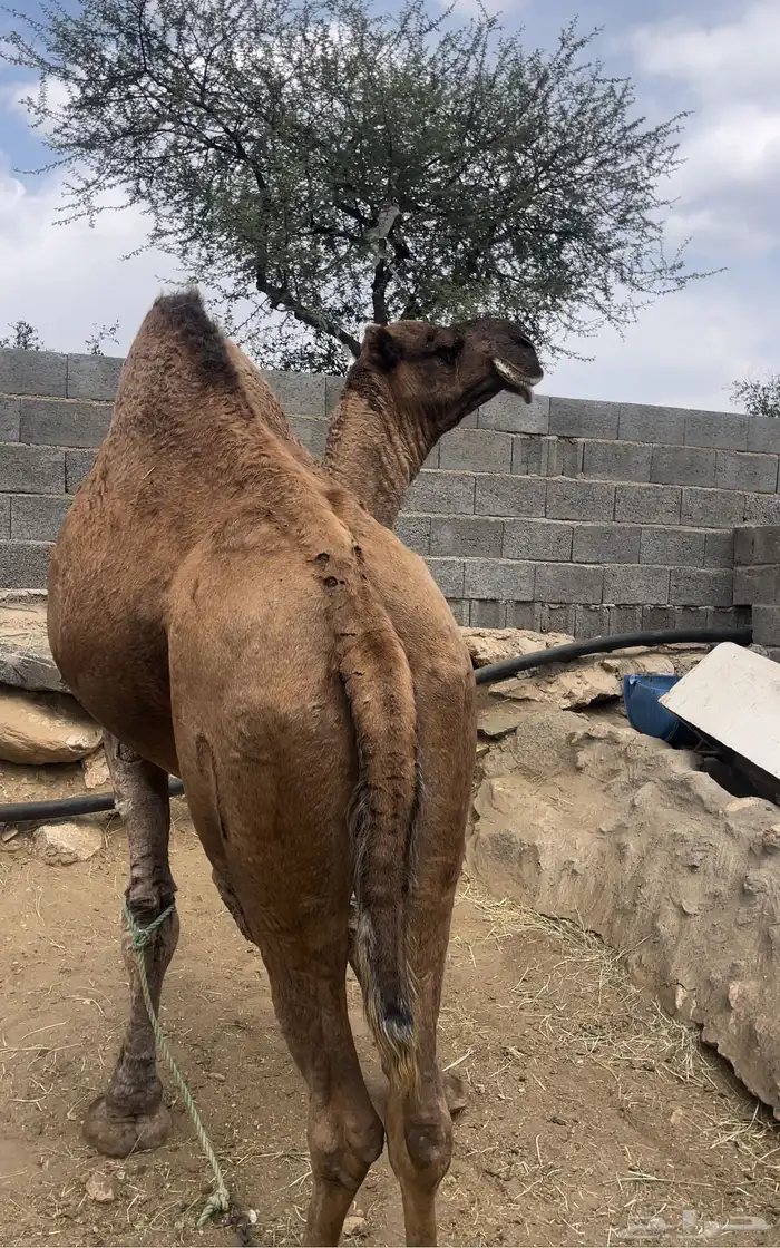بعير حمر مجاهيم مشروطه للبيع 3