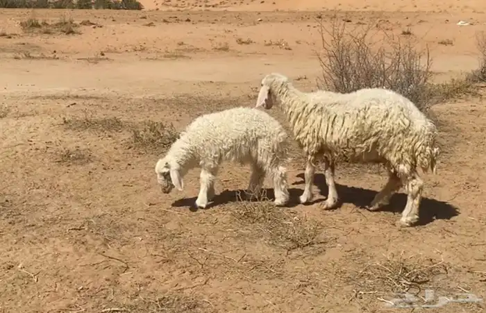 نعيميه مطفل 0
