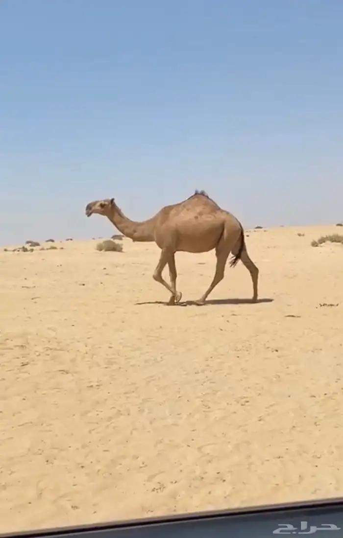 بكره حمرا كفوو 4