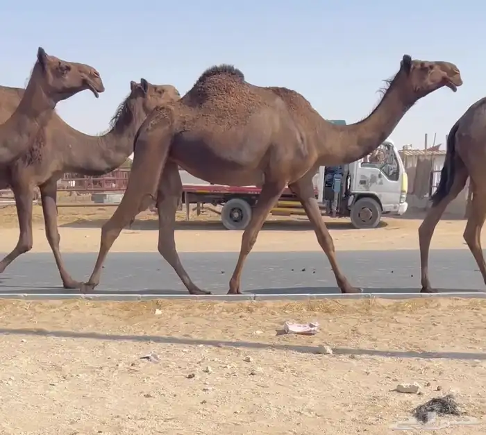 6 لقاح و بكرتين مجاهيم 0