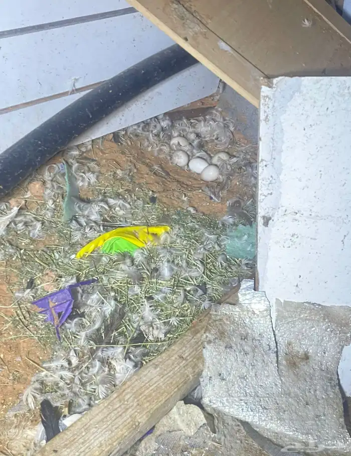 بطه 4