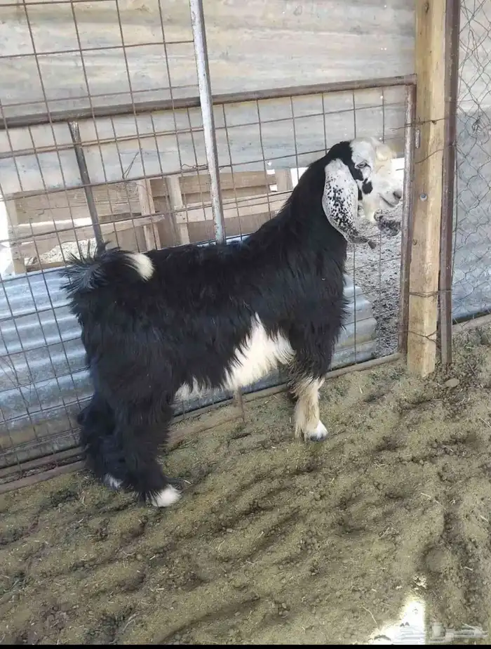 تيوس مشاريع فحول 2