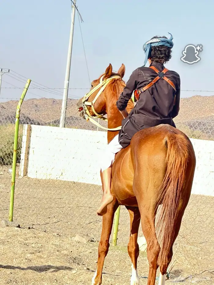 حصان للبيع عربي 0