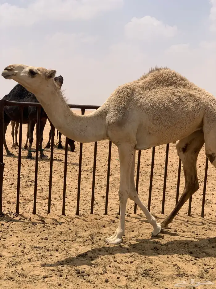 بعير للبيع سلاله 2