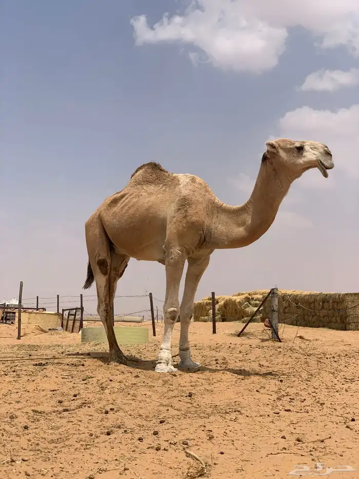 بعير للبيع سلاله 1