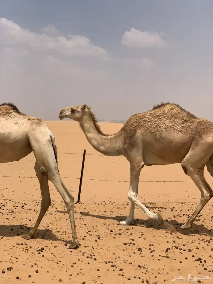 بعير للبيع سلاله 6