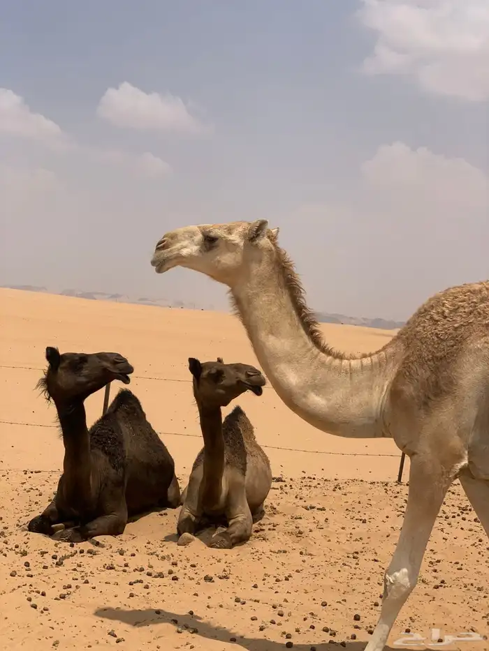 بعير للبيع سلاله 4