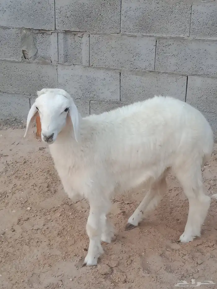 خروف اربع اشهور 2