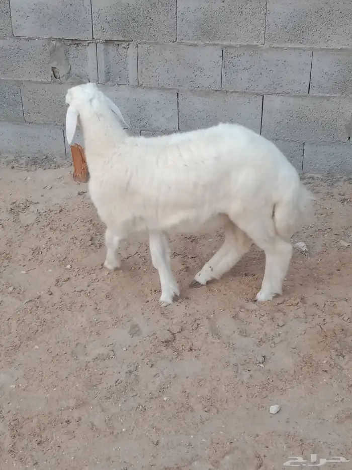 خروف اربع اشهور 3