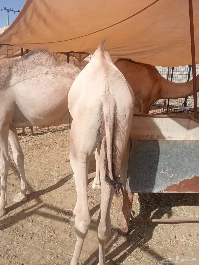 قعدان جملة وتوزيع.. لحم طازج بأفضل الأسعار 4