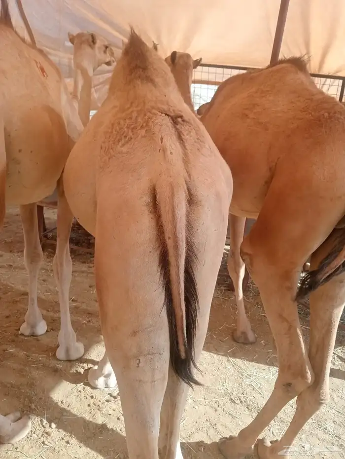 قعدان جملة وتوزيع.. لحم طازج بأفضل الأسعار 3