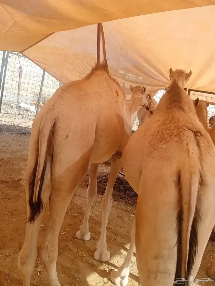 قعدان جملة وتوزيع.. لحم طازج بأفضل الأسعار 0
