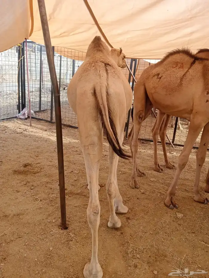 حاشي صومالي وزن طيب 4