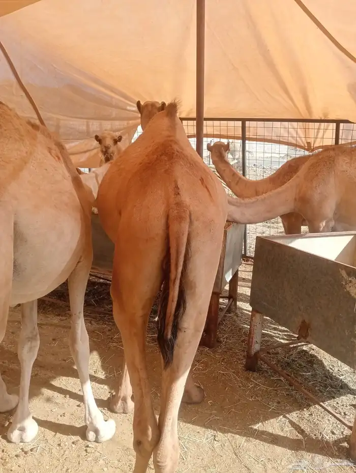 قعدان جملة وتوزيع.. لحم طازج بأفضل الأسعار 6