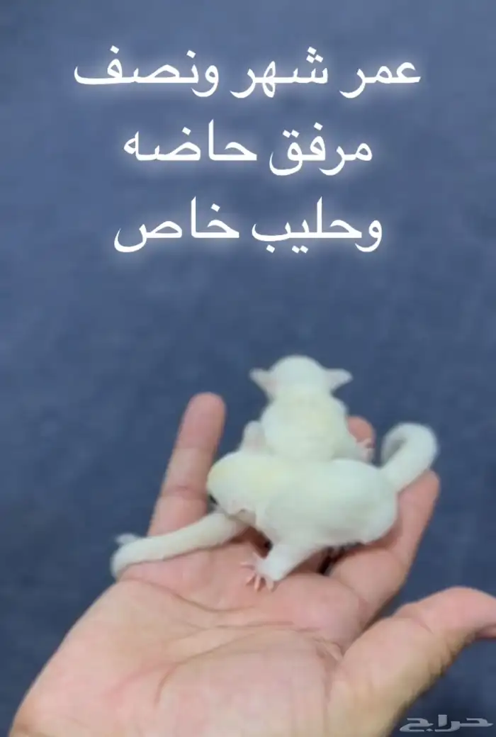فرخ السنجاب الطائر .. رضيع 0
