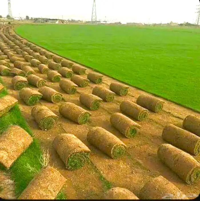عشب طبيعي   عشب صناعي 1
