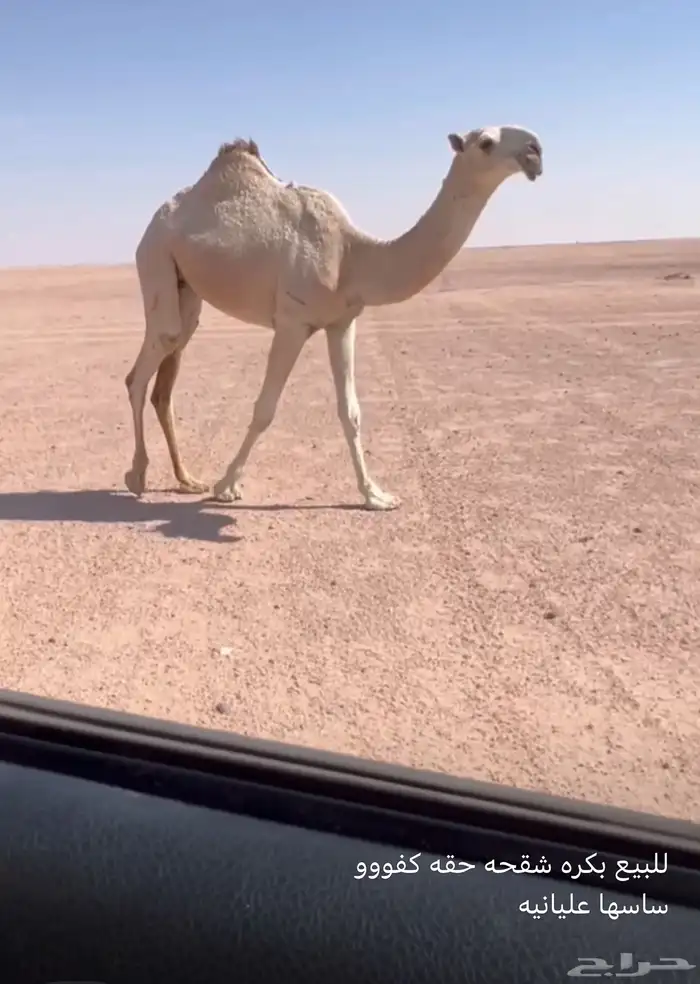 بكره 0