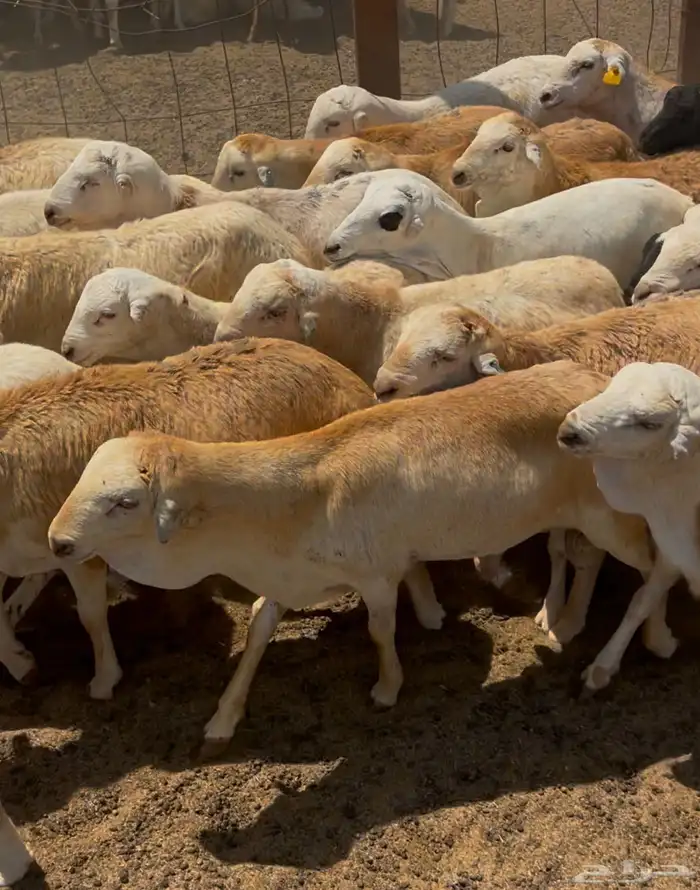 طليان جذعان رفيدي دنكلي مرابي 4 شهور 1