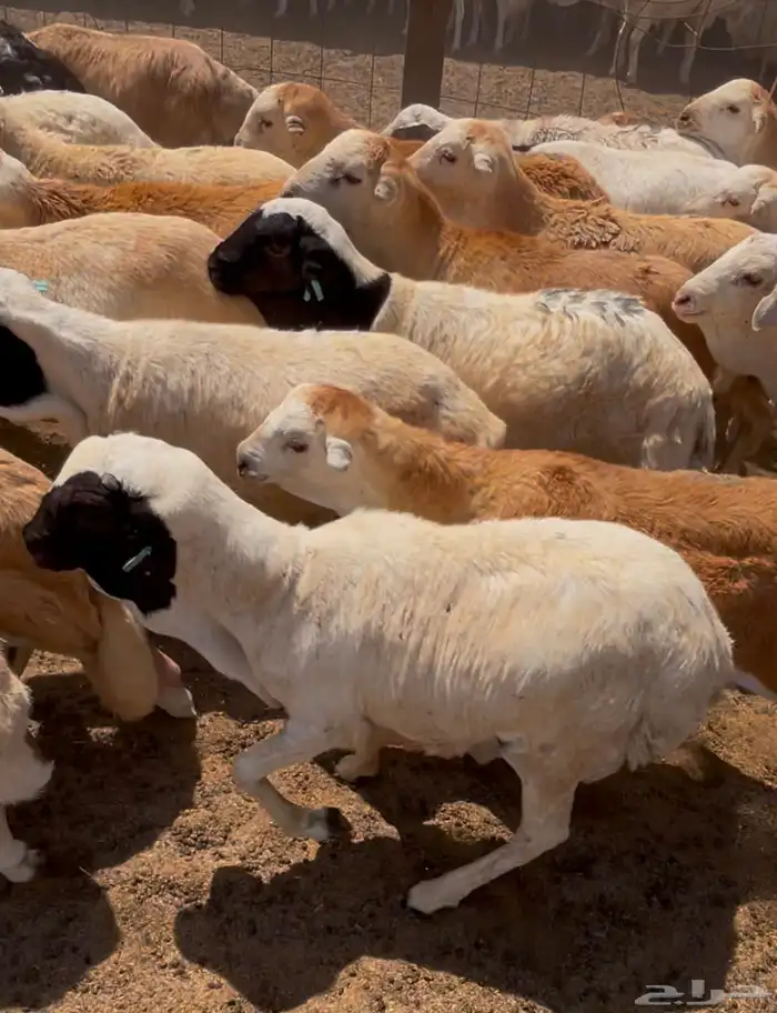 طليان جذعان رفيدي دنكلي مرابي 4 شهور 0