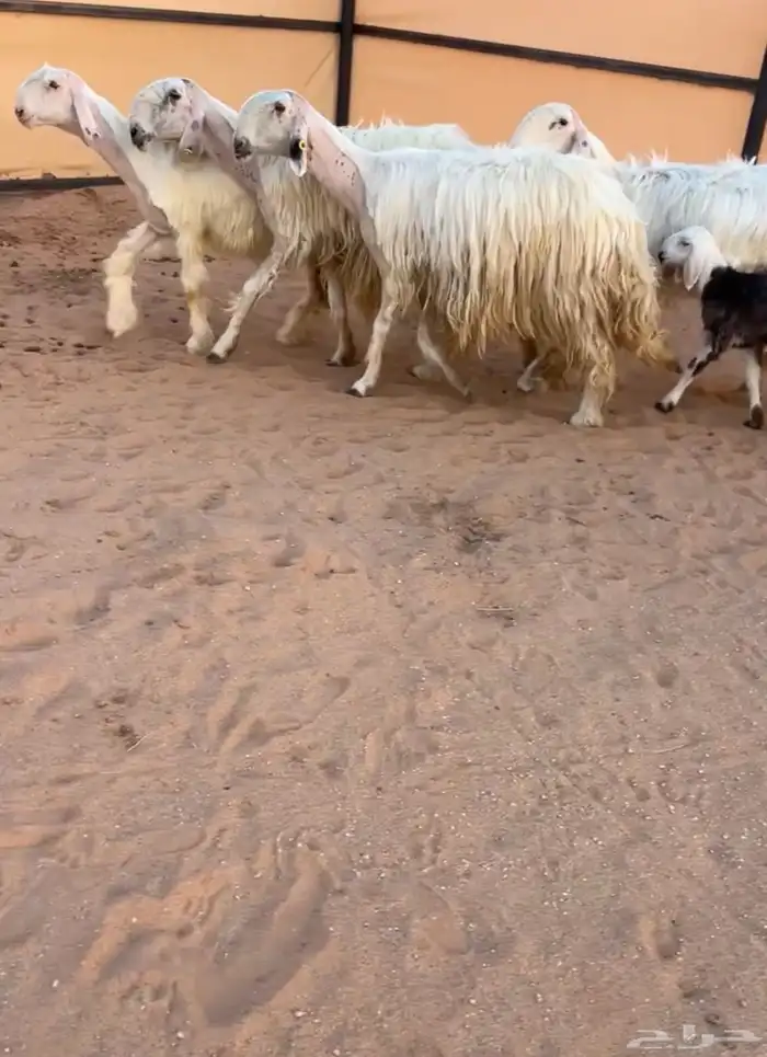 شياه عيسيات صنف 0