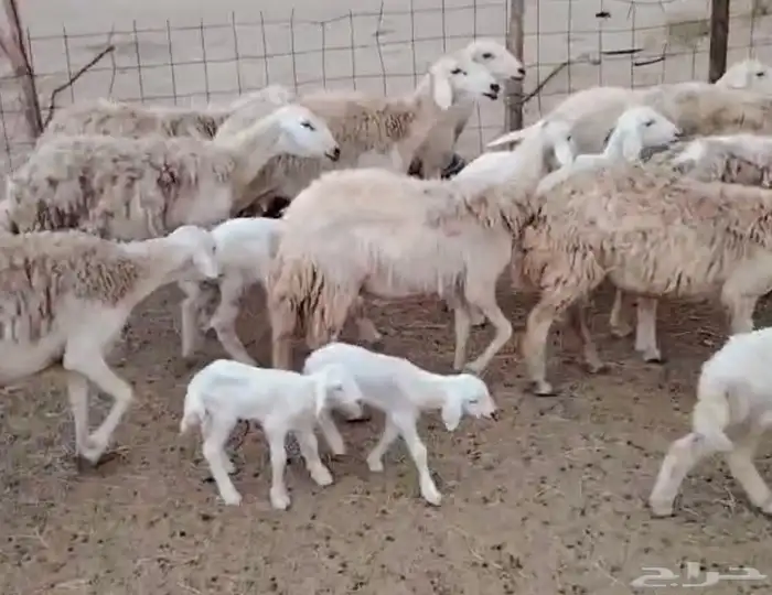 غنم خلفات مراح واحد 2