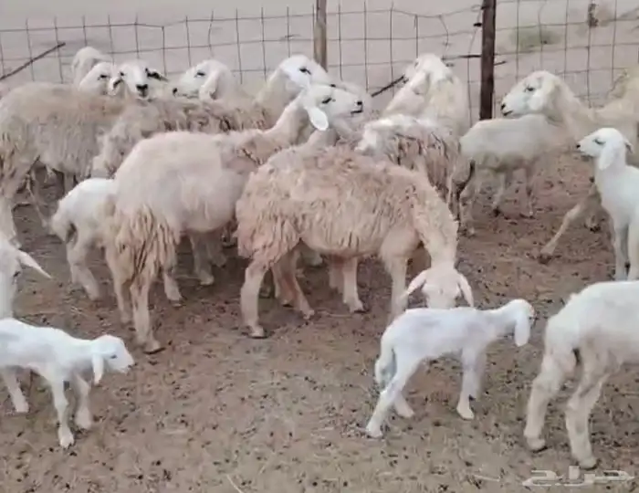 غنم خلفات مراح واحد 3