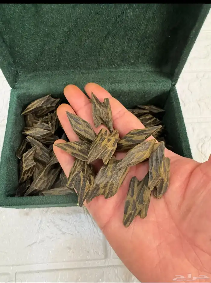 تايقر درجة اولى الاوقية ب 45 ريال 0