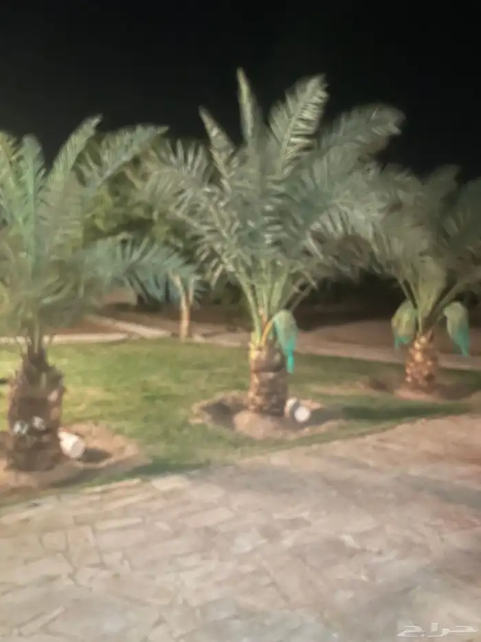 استراحه للإيجار في المشاعله مخطط النزهه 20