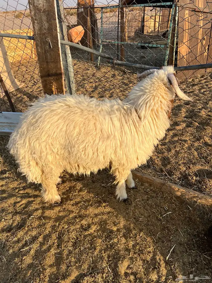 خروف 7 شهور مغلق تممم البيع 1