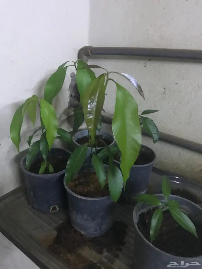 شتلات منقا زبده 1